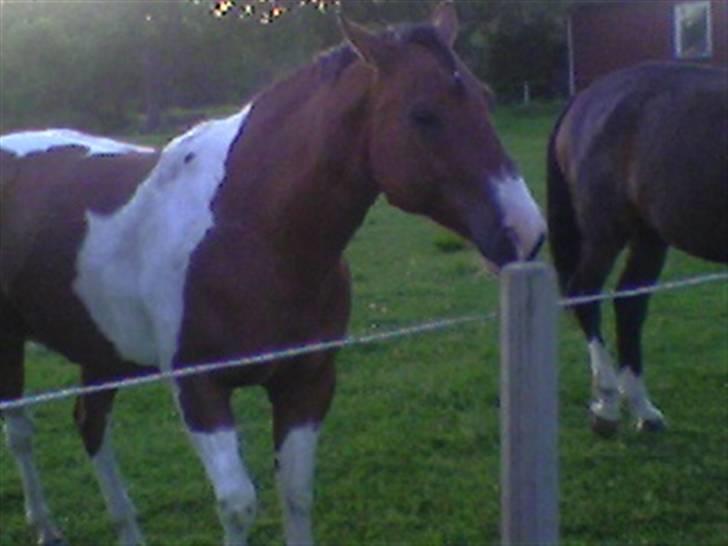 Paint Mount Up'n Go - Mulle i sommar hagen 2007 billede 6