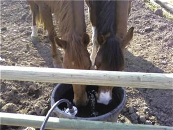 Paint Mount Up'n Go - Mulle Och Bästisen efter tre månader då dem inte sett varran billede 8