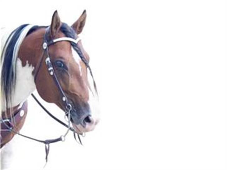 Paint Mount Up'n Go - Mounts Prity Boy billede 9