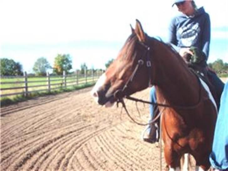 Paint Mount Up'n Go - Mulle första gången vi såg han. billede 11