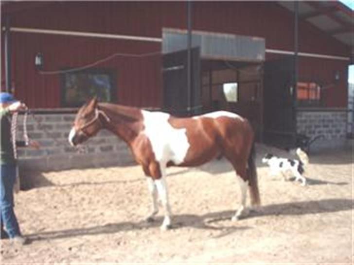 Paint Mount Up'n Go - Mulle på veterinär besiktningen. billede 12