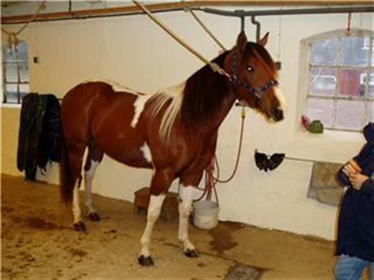 Paint Mount Up'n Go - Bild från 2004 när vi köpt honom och han hade mugg. och vi skulle raka honom. Det slutade med att han trampade av sig en sko! billede 15