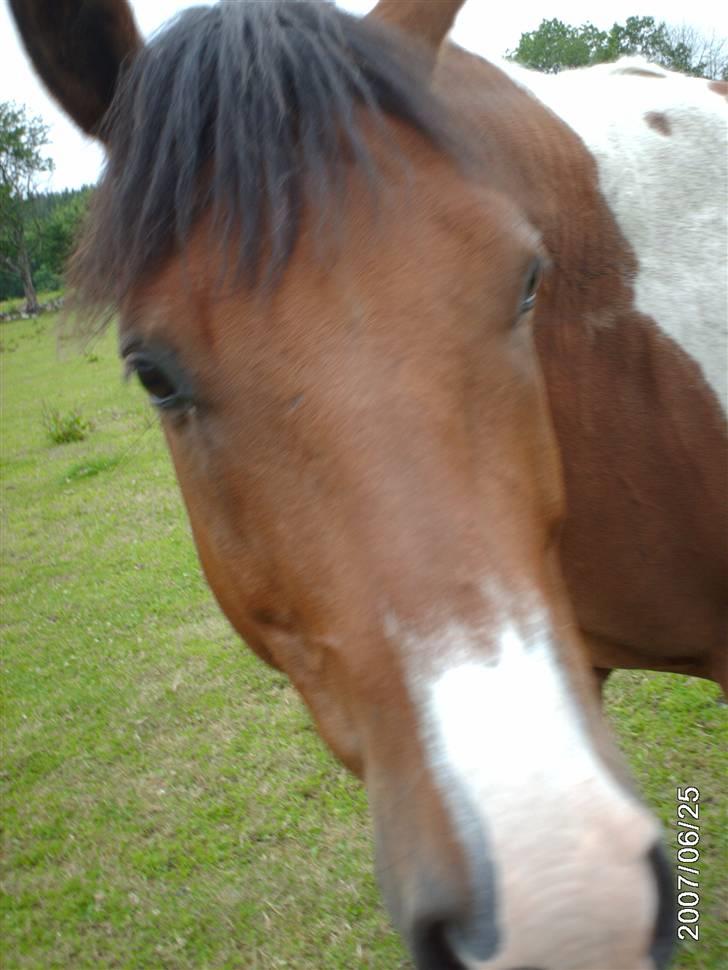 Paint Mount Up'n Go - Mulle busig i hagen 2007 billede 16