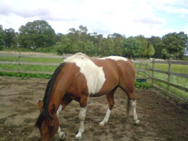 Paint Mount Up'n Go - Mulle den 9/8 08 När han var så rädd så rädd. billede 18