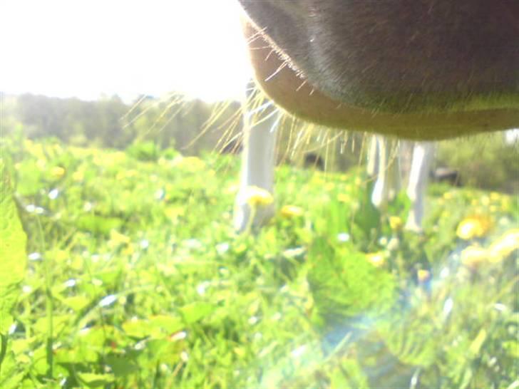 Paint Mount Up'n Go - Absolut favvis bilden, han ville äta upp kameran! billede 19