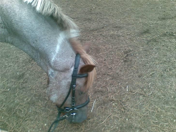 Anden særlig race Zilwester - Solgt - R.I.P billede 10