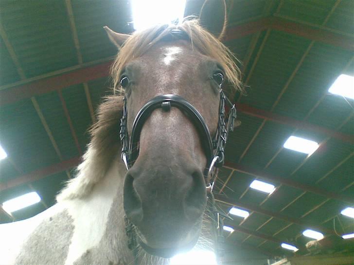 Anden særlig race Zilwester - Solgt - R.I.P billede 11