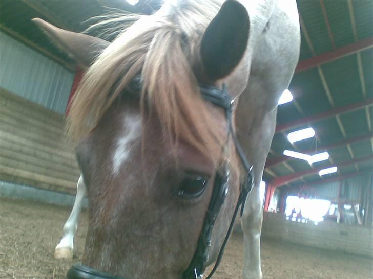 Anden særlig race Zilwester - Solgt - R.I.P billede 12