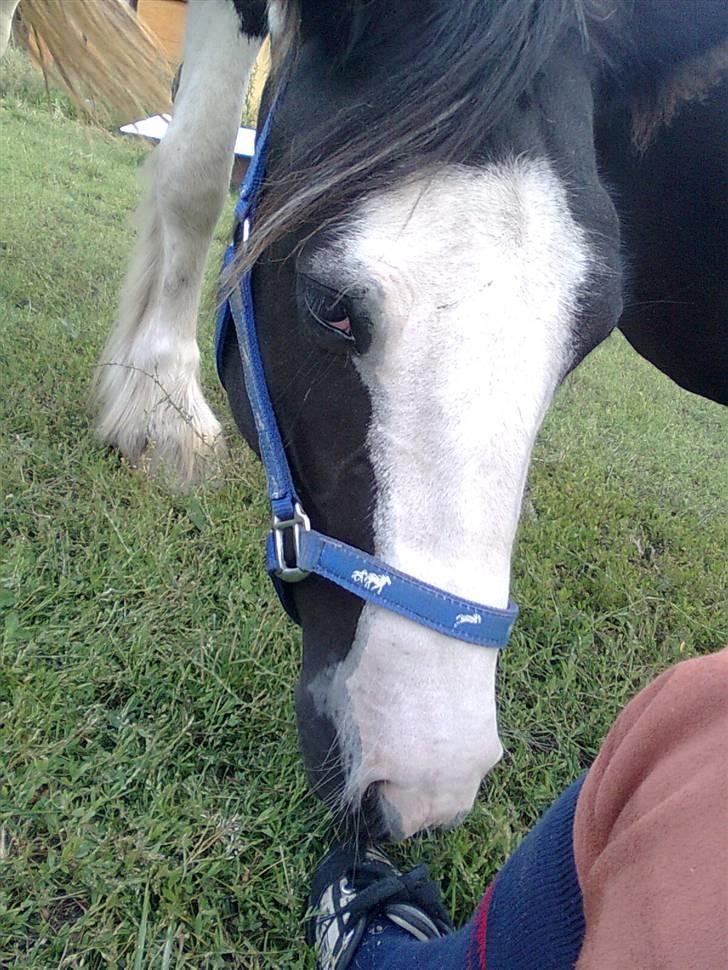 Irish Cob Isabelle billede 7