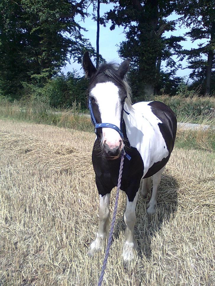 Irish Cob Isabelle billede 8