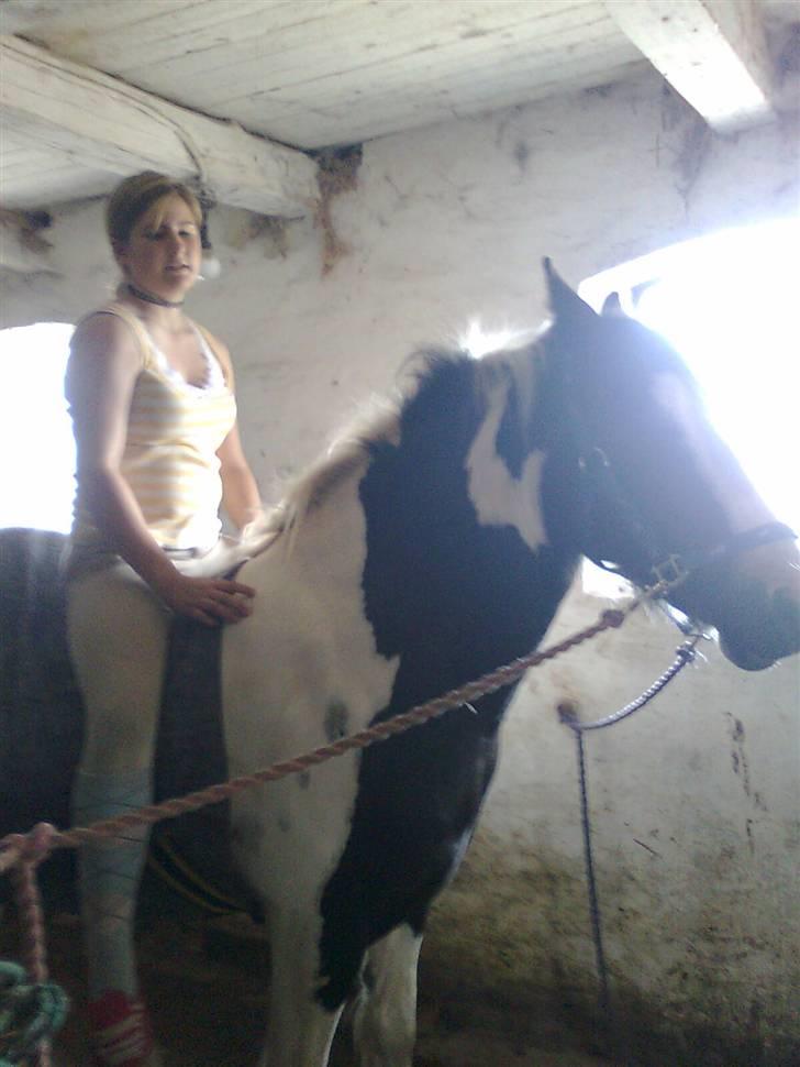 Irish Cob Isabelle - skulle lige prøve å sidde på en 2 års irish cob ;)  billede 9