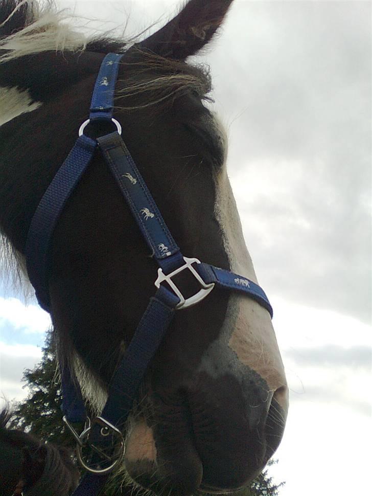 Irish Cob Isabelle billede 10