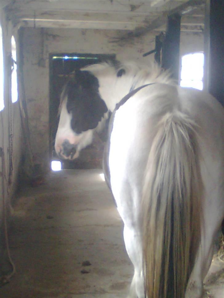 Irish Cob Isabelle billede 11
