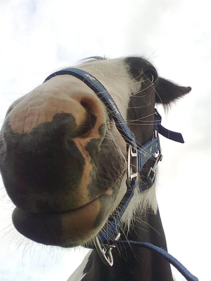 Irish Cob Isabelle billede 12