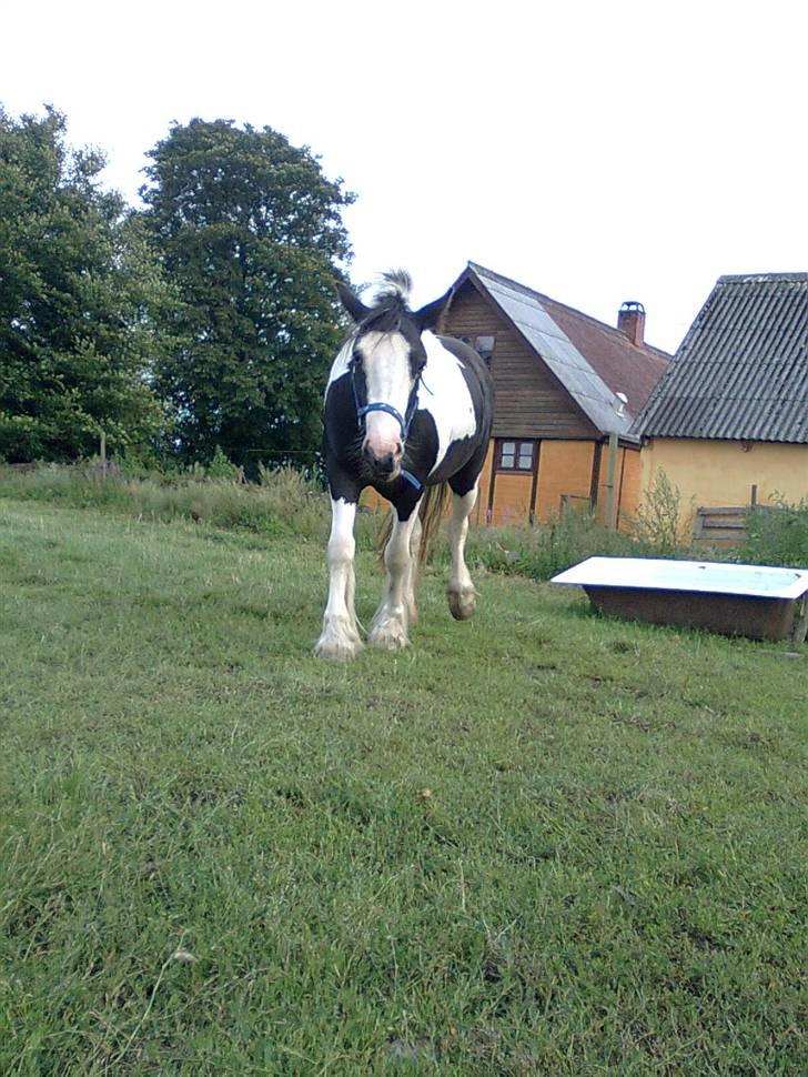 Irish Cob Isabelle billede 13
