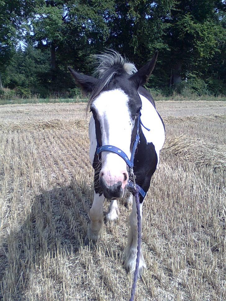 Irish Cob Isabelle billede 14