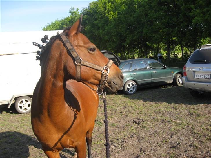New Forest spitfire R.I.P. :'/ - smukke i vildbjerg.  billede 1