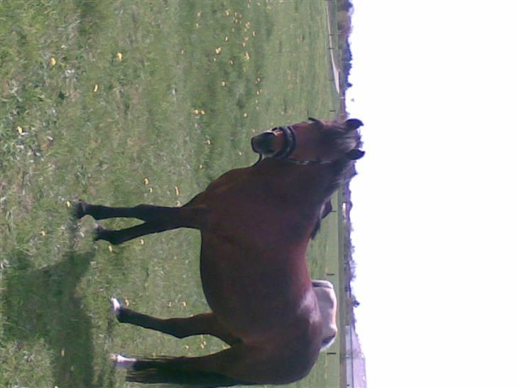 New Forest spitfire R.I.P. :'/ - prinsessen på folden. billede 4