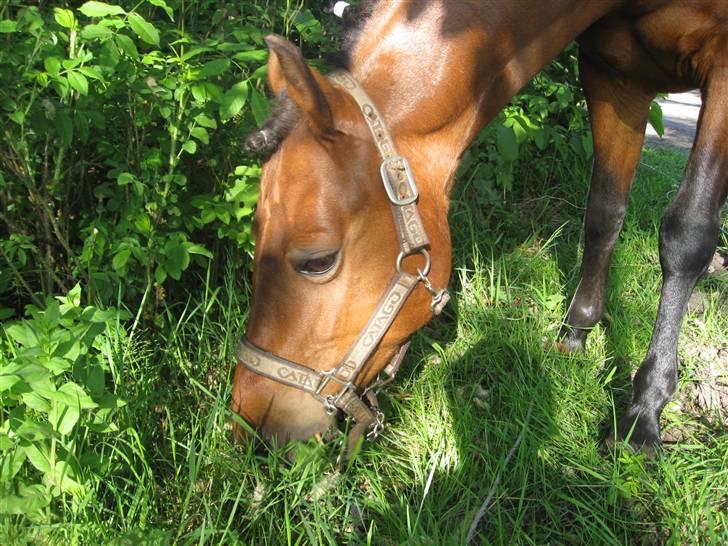 New Forest spitfire R.I.P. :'/ - i vildbjerg. superflot billede 5