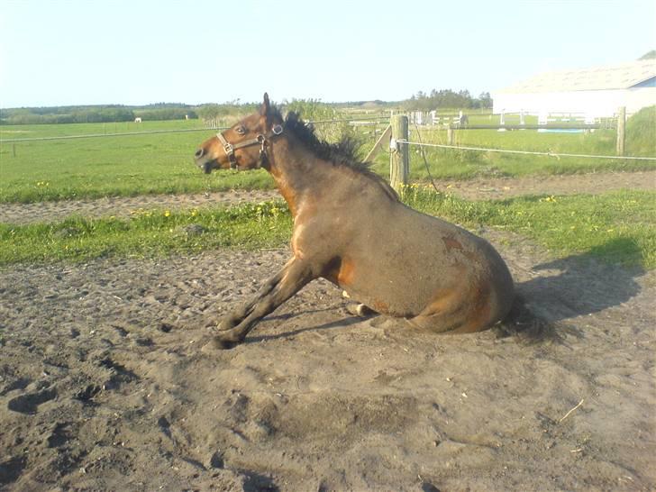 New Forest spitfire R.I.P. :'/ - lige blevet striglet. billede 9