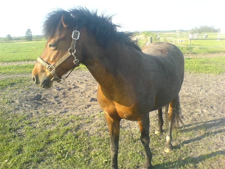 New Forest spitfire R.I.P. :'/ - dejlig beskidt hest:) billede 10