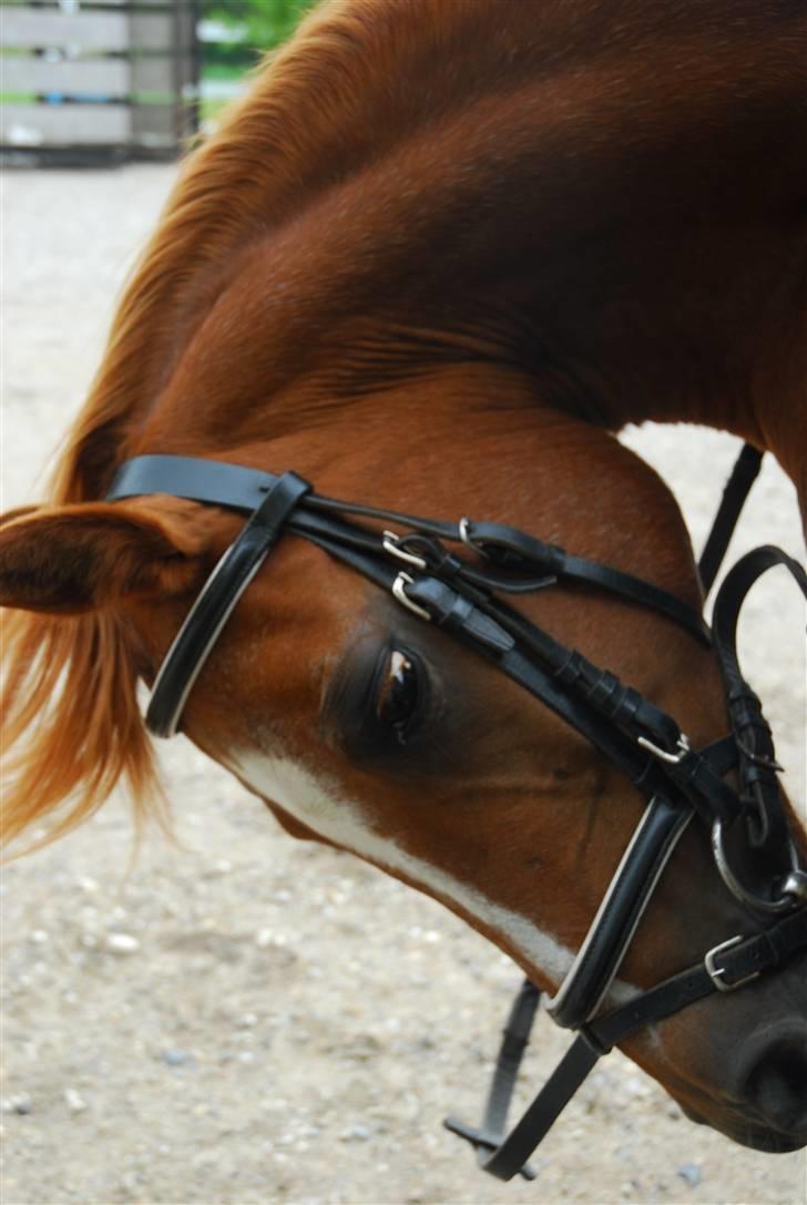 Arabisk fuldblod (OX) Flicka  - 8)Uhh det klør!!! billede 7