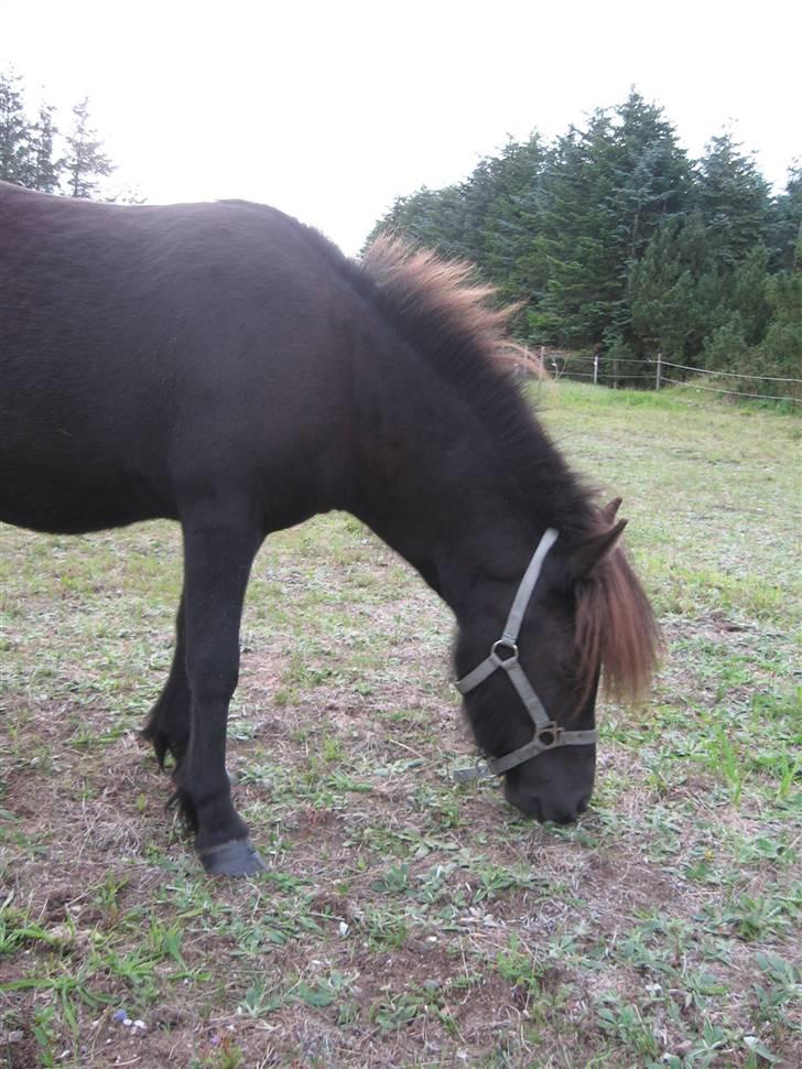 Anden særlig race Misaki ¤SOLGT¤ billede 8