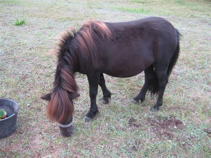 Anden særlig race Misaki ¤SOLGT¤ billede 9