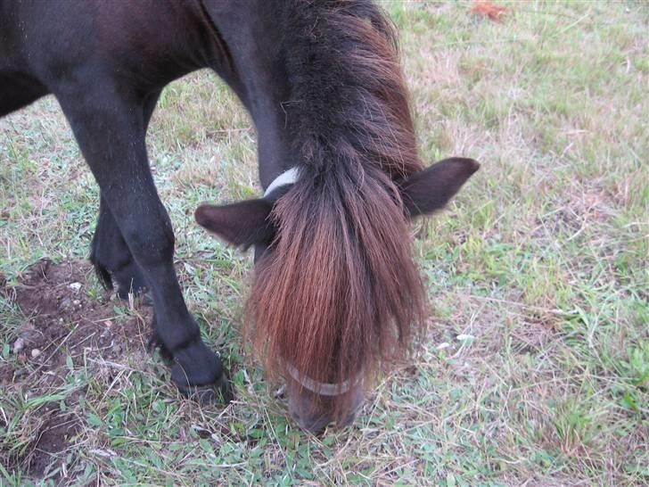 Anden særlig race Misaki ¤SOLGT¤ billede 10