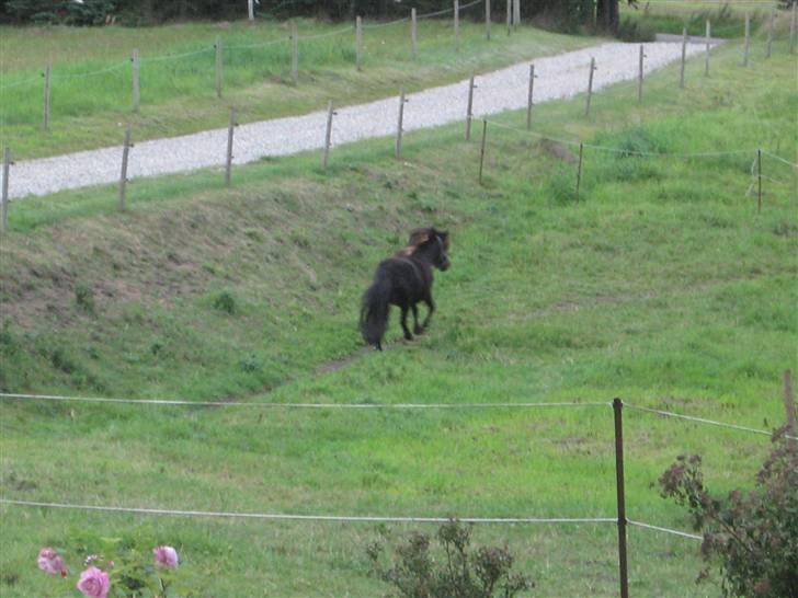 Anden særlig race Misaki ¤SOLGT¤ - Hun løber lige en tur over på den anden mark..<3 billede 11