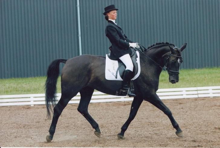 Dansk Varmblod Djinette - Djinette til SJM for youngrider (august 2005) billede 1