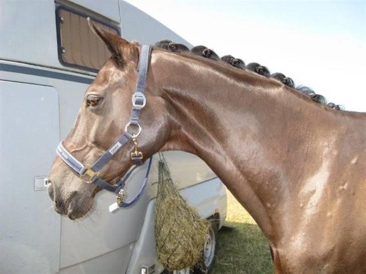 Dansk Varmblod Djinette - Til stævne i Blåvandshuk (juni 2008) billede 2