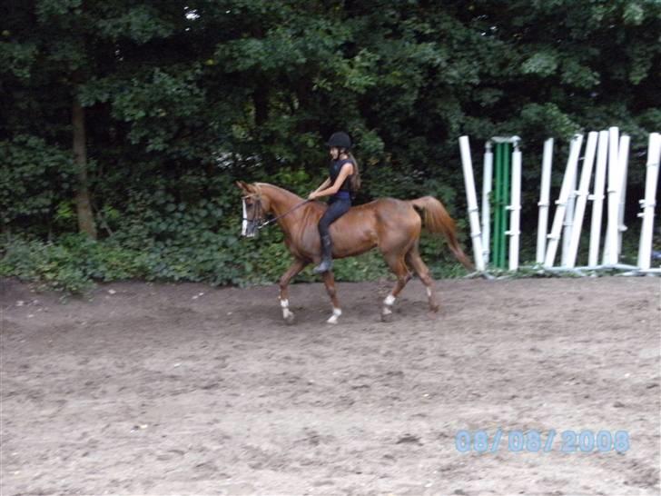 Arabisk fuldblod (OX) Collage. - Lidt mudder dressur uden sadel. :b billede 16