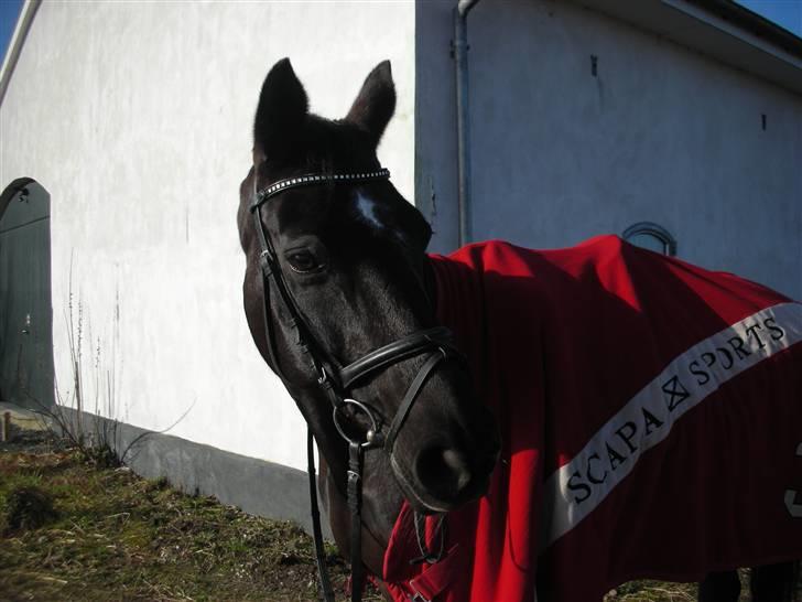 Dansk Varmblod Djinette - Marts 2008 billede 12