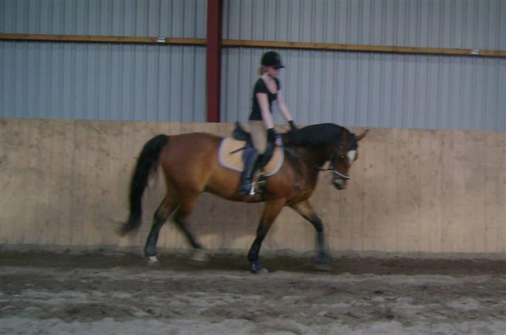 Anden særlig race Mirou *Solgt* - Letridning derfor opstilling! Billedet er taget d. 9/8-08 billede 19