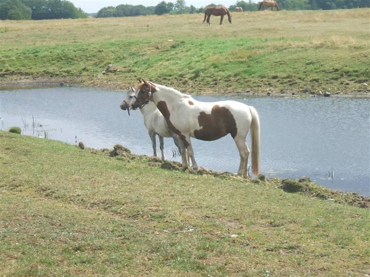 Pinto Speedy I I  - speedy ved søen d. 2/8 :) billede 11