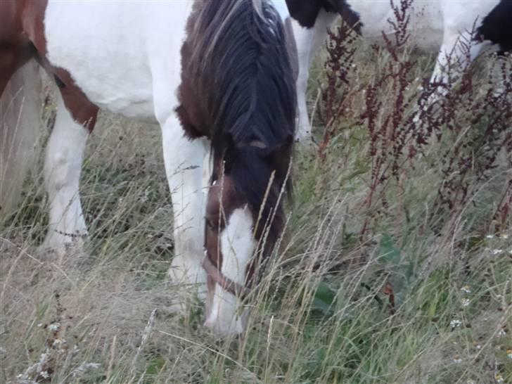 Tinker Robin billede 9