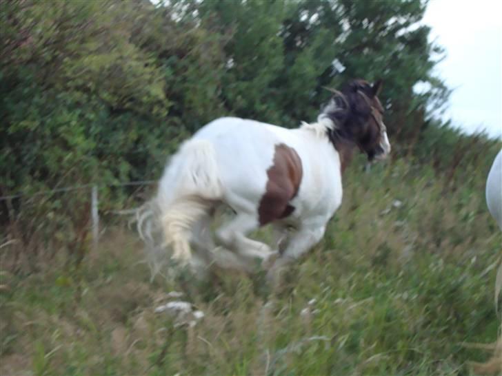 Tinker Robin billede 10