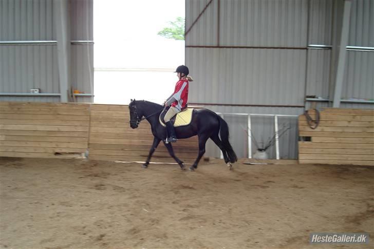 Anden særlig race Jamie  - Baah.! igen hård dressur. Sorry sadlen ligger så dårligt. vi rider med en anden nu..:´D billede 10