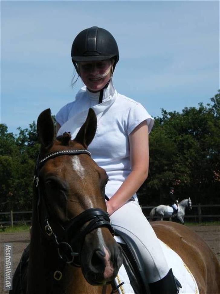 New Forest Elmholts Qüezon billede 6