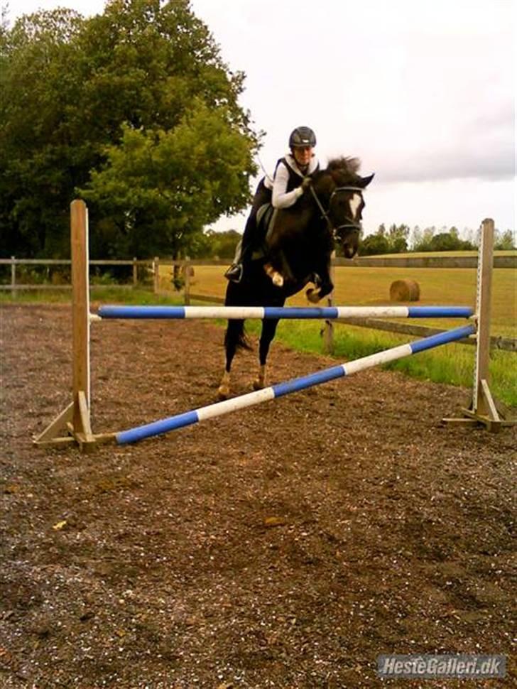 New Forest Lundtoft bendii - Gammelt.. billede 6