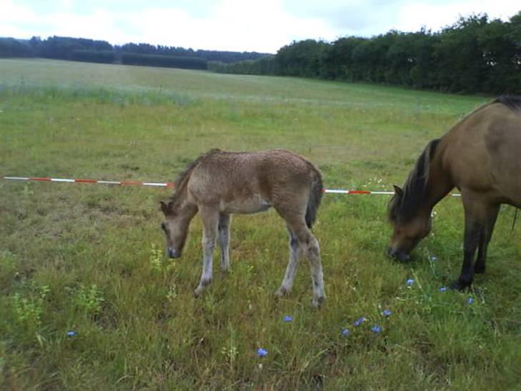 {{currentPhoto.altText}} billede {{currentPhoto.number}}