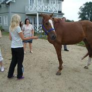 Dansk Varmblod Vikjærsvangs May-Day 