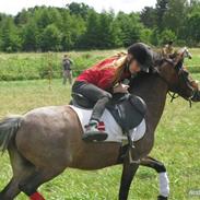 Welsh Mountain (sec A) Dina