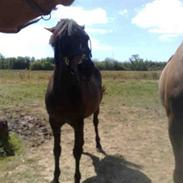 Anden særlig race amazing