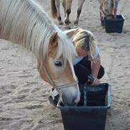 Haflinger Bando