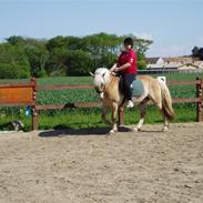 Haflinger Bando