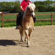 Haflinger Bando