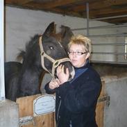 Oldenborg avensis af støvlebæk