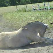 Fjordhest Basse (Solgt)